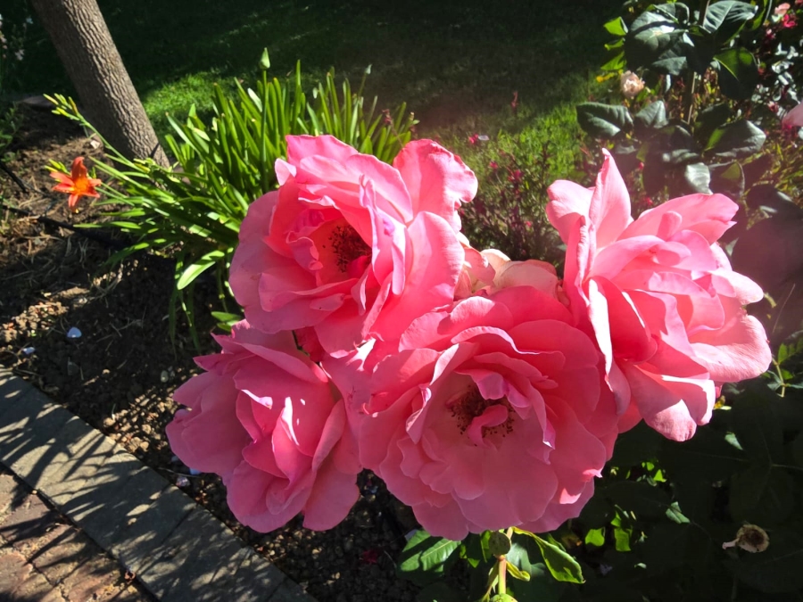 3 Bedroom Property for Sale in Wellington North Western Cape